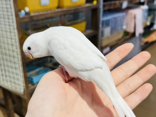 セキセイインコ