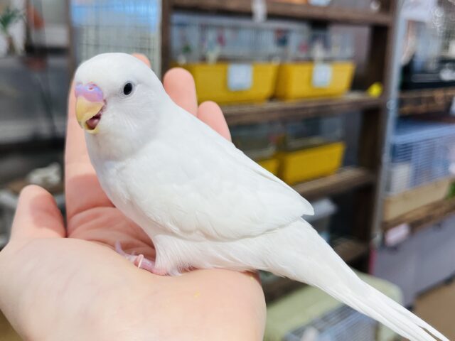 セキセイインコ