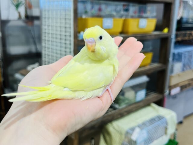 セキセイインコ