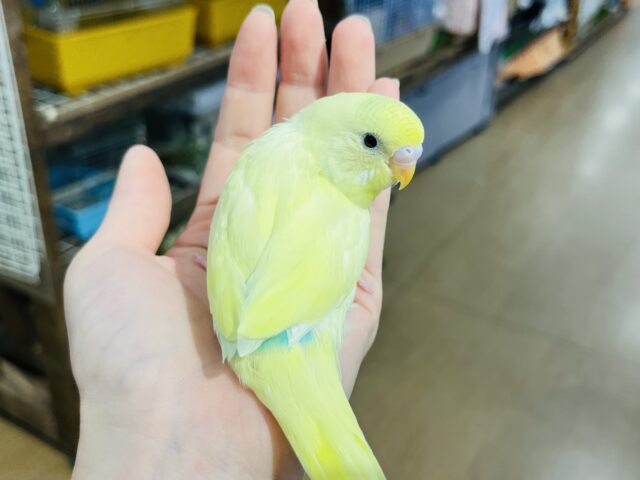 セキセイインコ