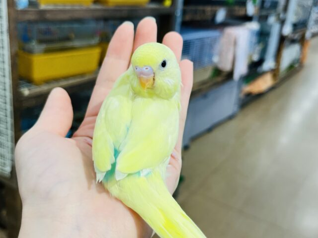 セキセイインコ