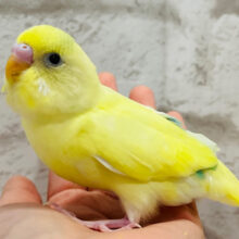 【最新画像更新🪄】発光？？　光る手前のようなぁ～～　セキセイインコ　クリーム系～～