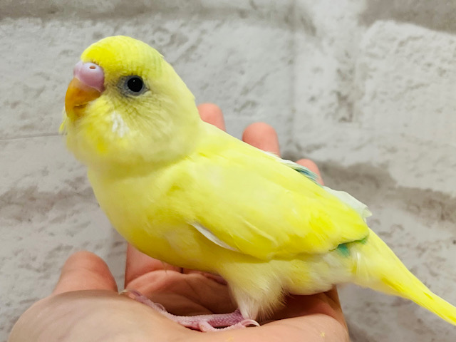 【最新画像更新🪄】発光？？　光る手前のようなぁ～～　セキセイインコ　クリーム系～～