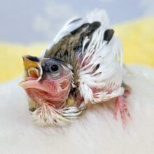 キュートな！？Whiteちょこれぃと🍫‎‎🤍十姉妹 (ノーマル) 2024年6月生まれ