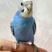 ✨最新画像✨紫陽花ちゃん💙💜セキセイインコ(ブルーオパーリン2024年6月生まれ)