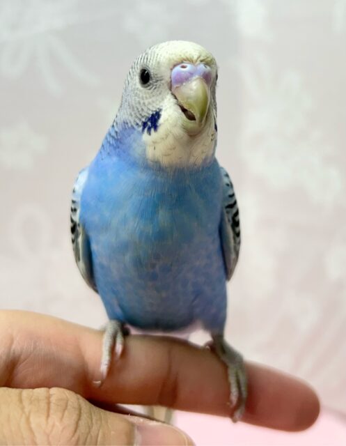 ✨最新画像✨紫陽花ちゃん💙💜セキセイインコ(ブルーオパーリン2024年6月生まれ)