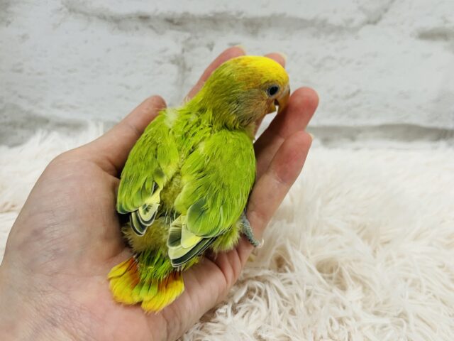 コザクラインコ（小桜インコ）