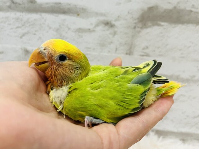 コザクラインコ（小桜インコ）