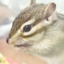 完売御礼❣️🙇‍♂️✨ササッと素早い🥷 シマリス(ノーマル) オス2024年2月生まれ