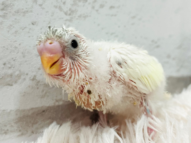 魅力が詰まったヒナちゃん🐣♡セキセイインコ ヒナ（クリームハルクイン）