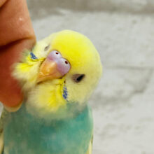 【最新画像・動画更新🪄】お花畑がピッタリ💐◎セキセイインコ(パステルカラーレインボーパイド) ヒナ