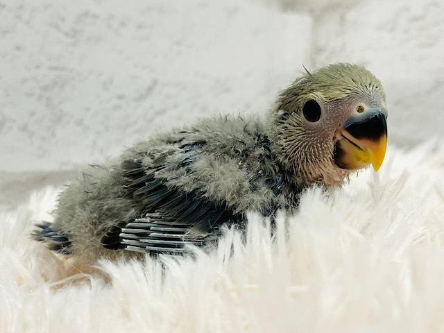 ふわもこ🫧わた毛天使ちゃん🧚‍♂️コザクラインコ(バイオレット) ヒナ