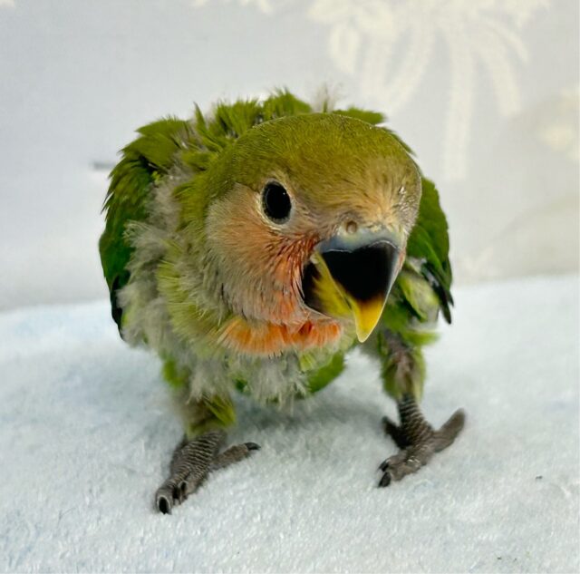 コザクラインコ（小桜インコ）