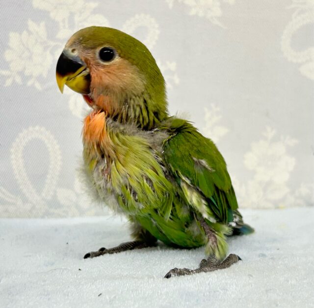 コザクラインコ（小桜インコ）