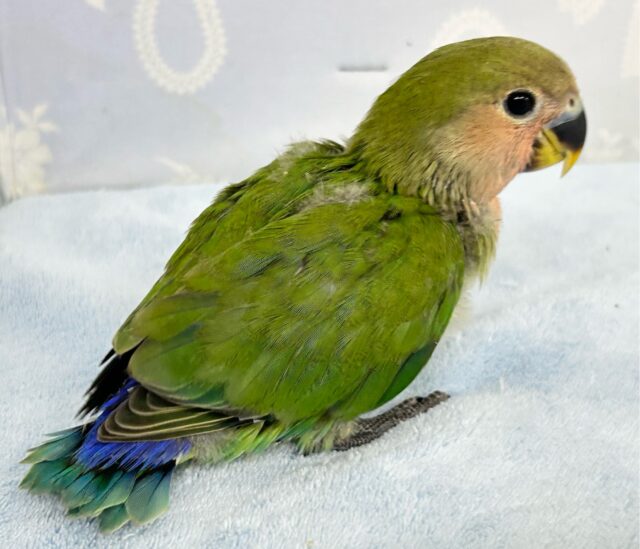 ✨️最新画像✨️秋先取り!?カボチャっちゃ~🎃コザクラインコ(ノーマル) 2024年6月生まれ コザクラインコ(小桜インコ)