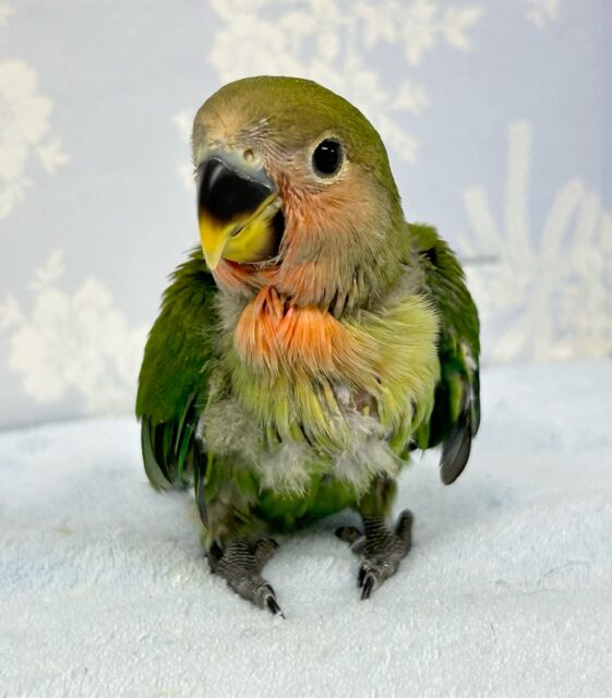 コザクラインコ（小桜インコ）