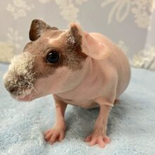 ムチムチピンク🩷 ~白いフワフワを添えて~ スキニーギニアピッグ(2024年5月生まれ女の子)