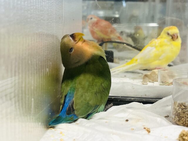 コザクラインコ（小桜インコ）