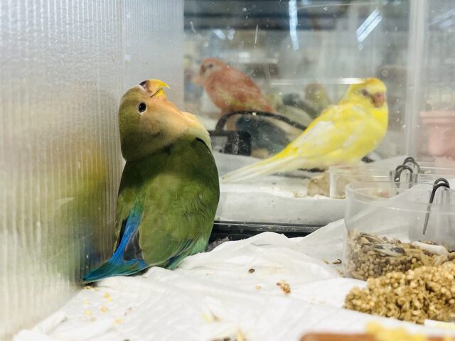 コザクラインコ（小桜インコ）