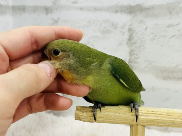 コザクラインコ（小桜インコ）