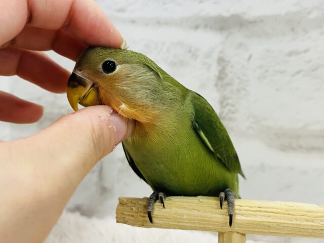 コザクラインコ（小桜インコ）