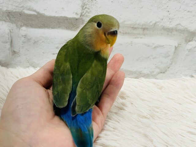 コザクラインコ（小桜インコ）