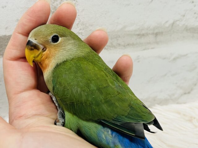 コザクラインコ（小桜インコ）