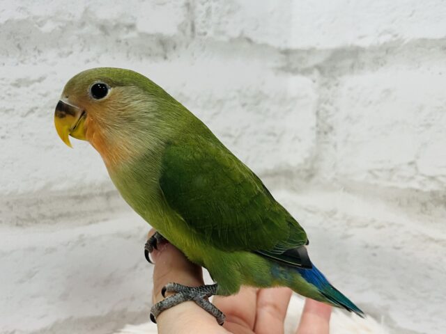 コザクラインコ（小桜インコ）