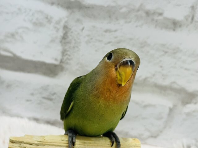 コザクラインコ（小桜インコ）