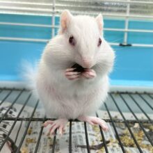 とっても素早いぞ🤍シマリス(アルビノ) 女の子 2024年2月生まれ