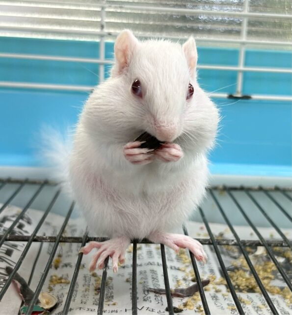 とっても素早いぞ🤍シマリス(アルビノ) 女の子 2024年2月生まれ