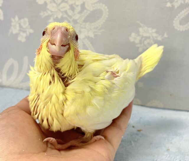 ✨️最新画像✨️ごはん🥺のアピールつよつよでGO‼️ オカメインコ(ルチノー2024年6月生まれ) オカメインコ