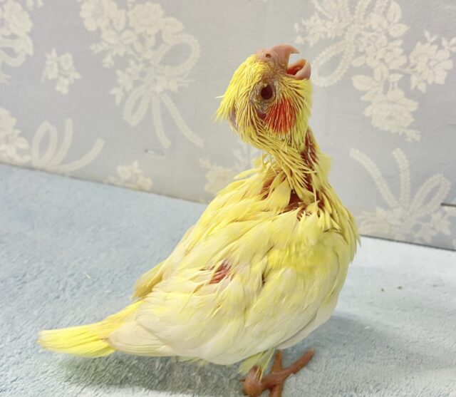 ✨️最新画像✨️ごはん🥺のアピールつよつよでGO‼️ オカメインコ(ルチノー2024年6月生まれ) オカメインコ