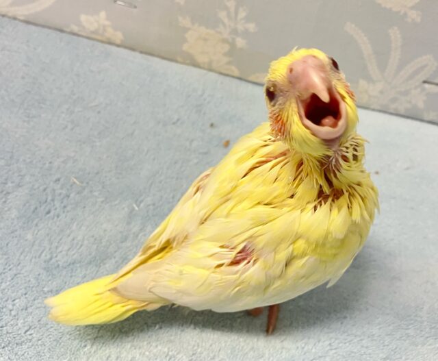 オカメインコ