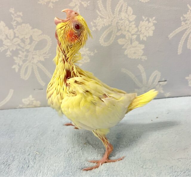 ✨️最新画像✨️ごはん🥺のアピールつよつよでGO‼️ オカメインコ(ルチノー2024年6月生まれ) オカメインコ