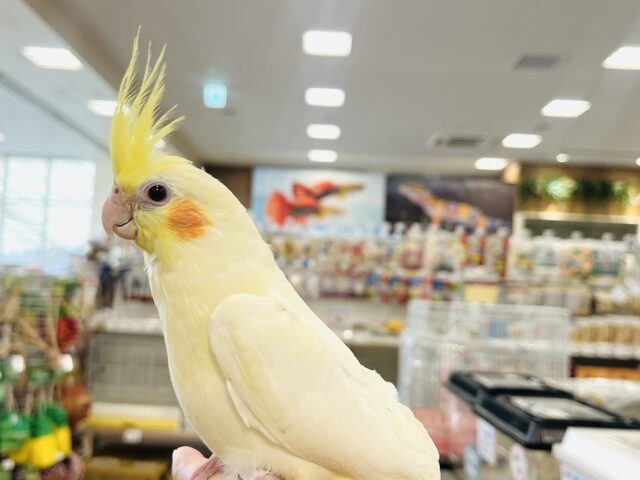 オカメインコ