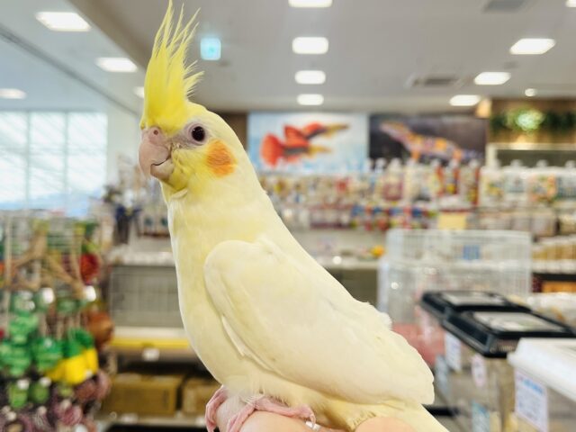 オカメインコ