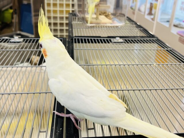 オカメインコ