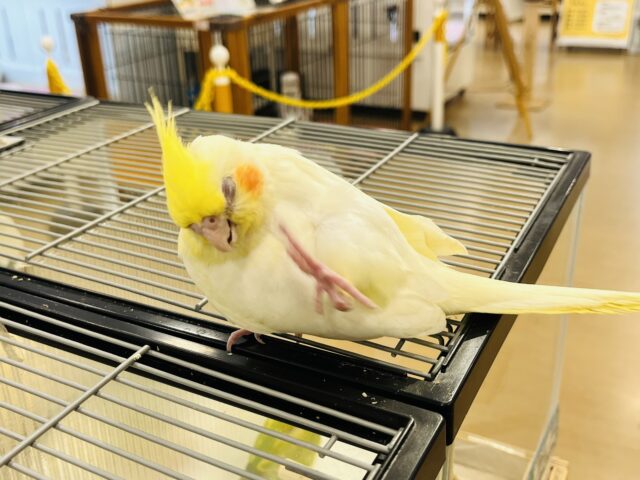 オカメインコ