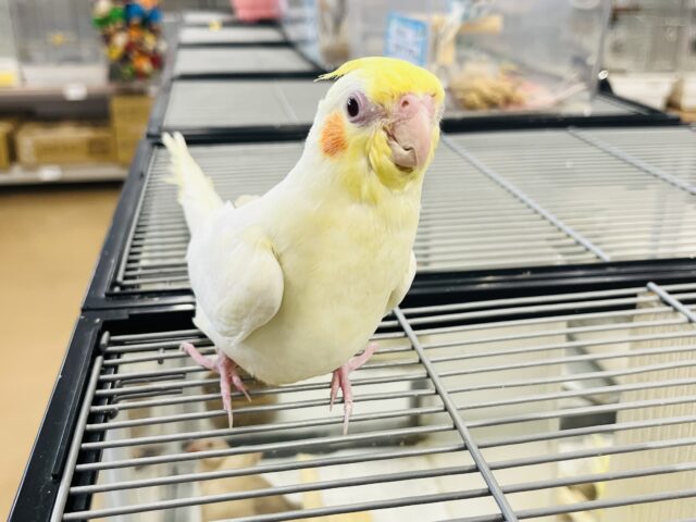 オカメインコ