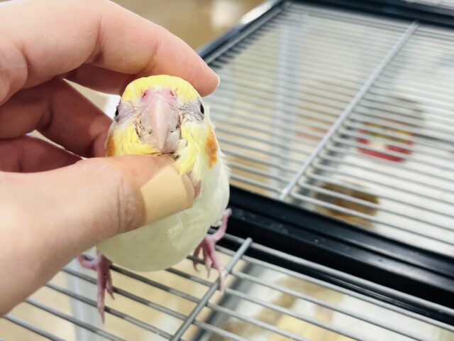 オカメインコ