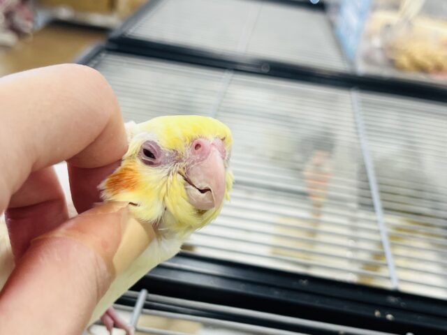 オカメインコ