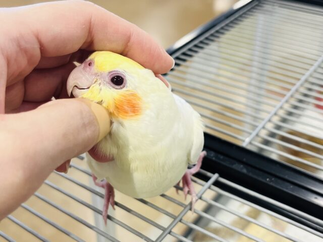 オカメインコ