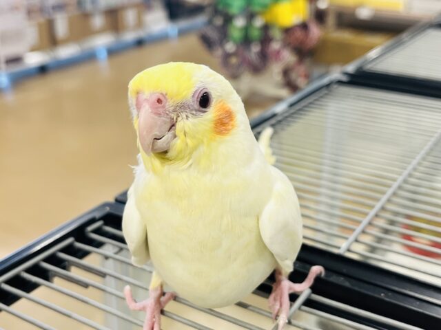 オカメインコ