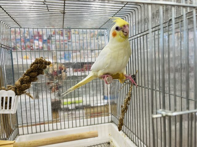 オカメインコ