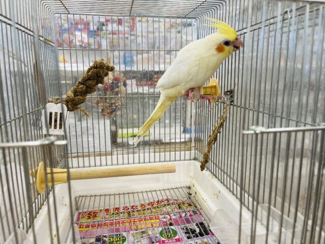 オカメインコ