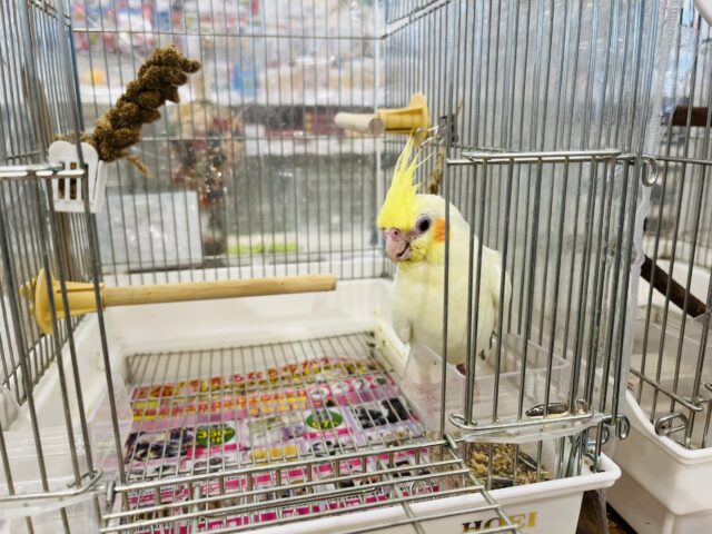 オカメインコ