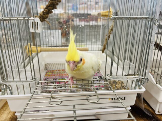 オカメインコ