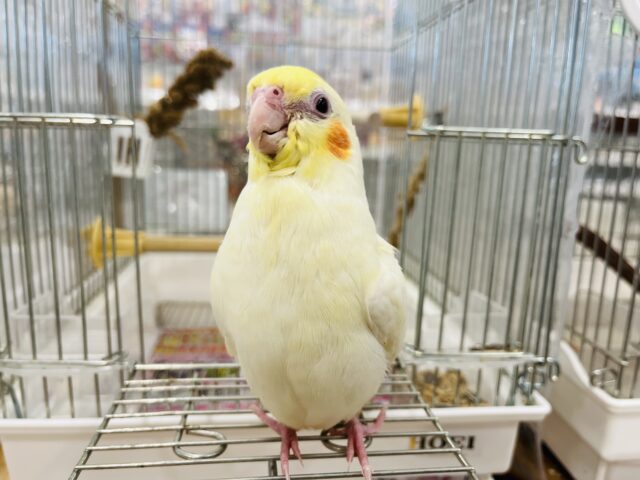 オカメインコ