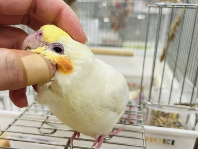 オカメインコ